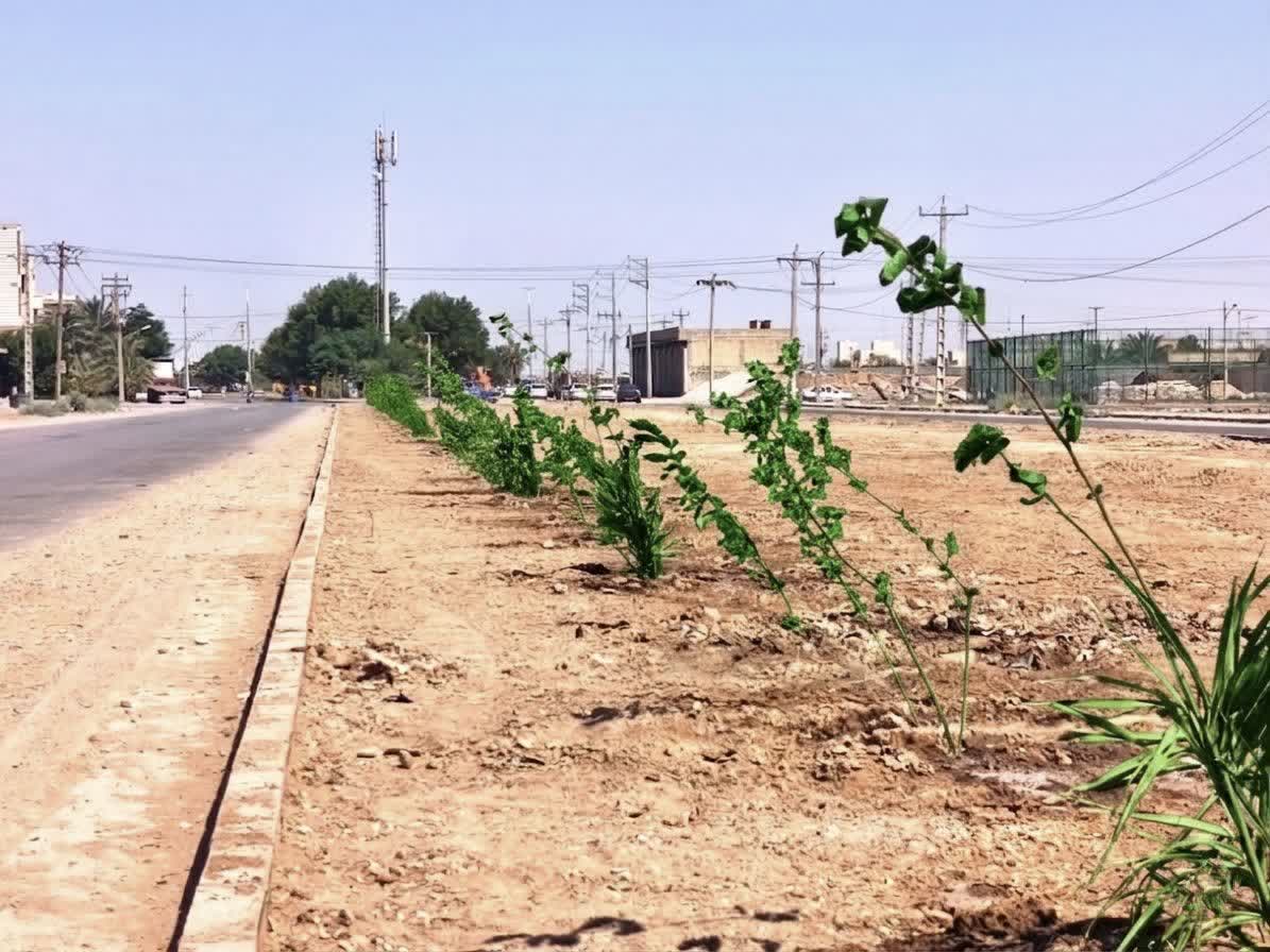کاشت یکصد نهال در بلوار منتهی به پل شناور منیخ توسط شهرداری خرمشهر 